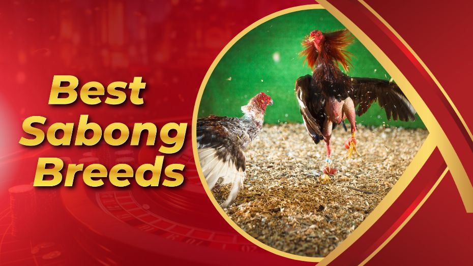 Best Sabong Breeds